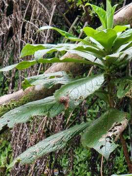 Imagem de Digitalis sceptrum L. fil.