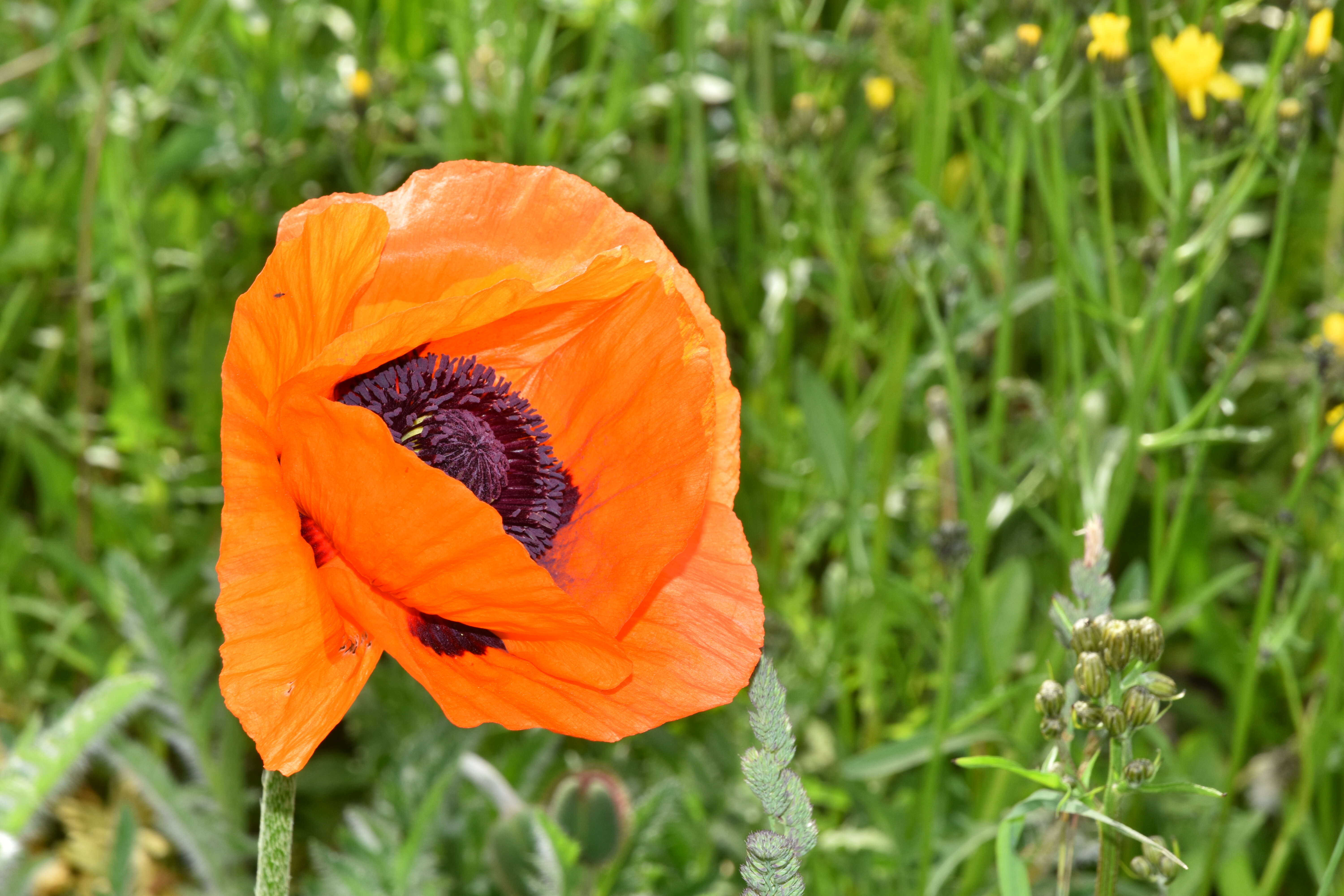 Image of Oriental poppy