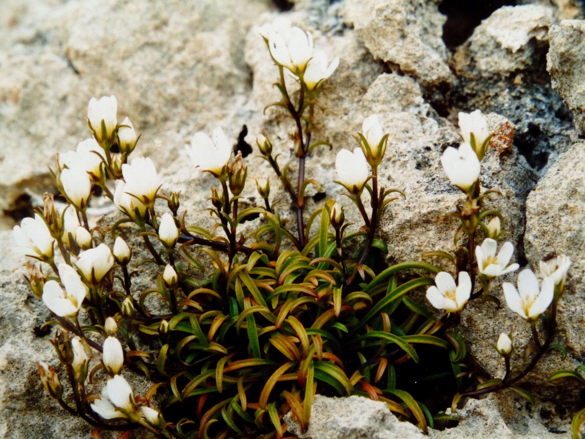 صورة Gentianella calcis subsp. waipara Glenny & Molloy