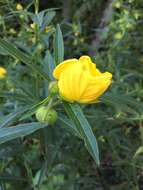 Image of Carolina Primrose-Willow