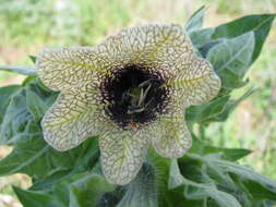 Image of black henbane