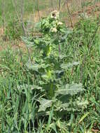 Image of black henbane