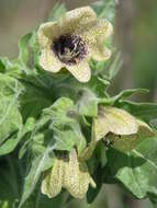 Image of black henbane