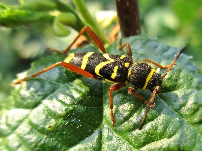 Image of Wasp beetle