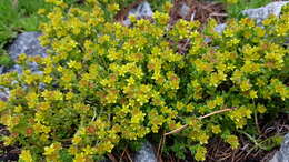 Image of Sedum alpestre Vill.