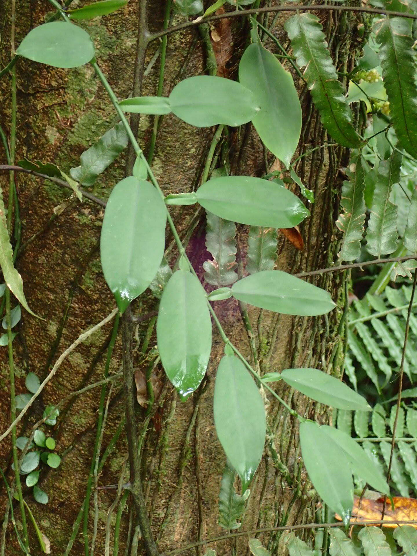 Image of Pothos chinensis (Raf.) Merr.