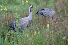 Image of Common Crane