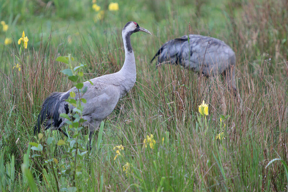 Image of Common Crane