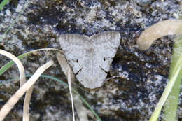 Image of Abbreviated Underwing Moth