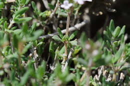 صورة Thymus vulgaris subsp. vulgaris