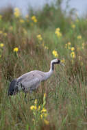 Image of Common Crane