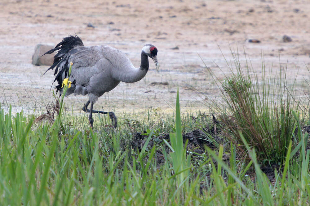 Image of Common Crane