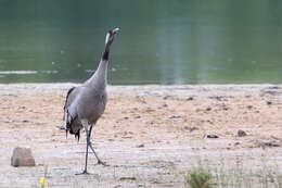 Image of Common Crane