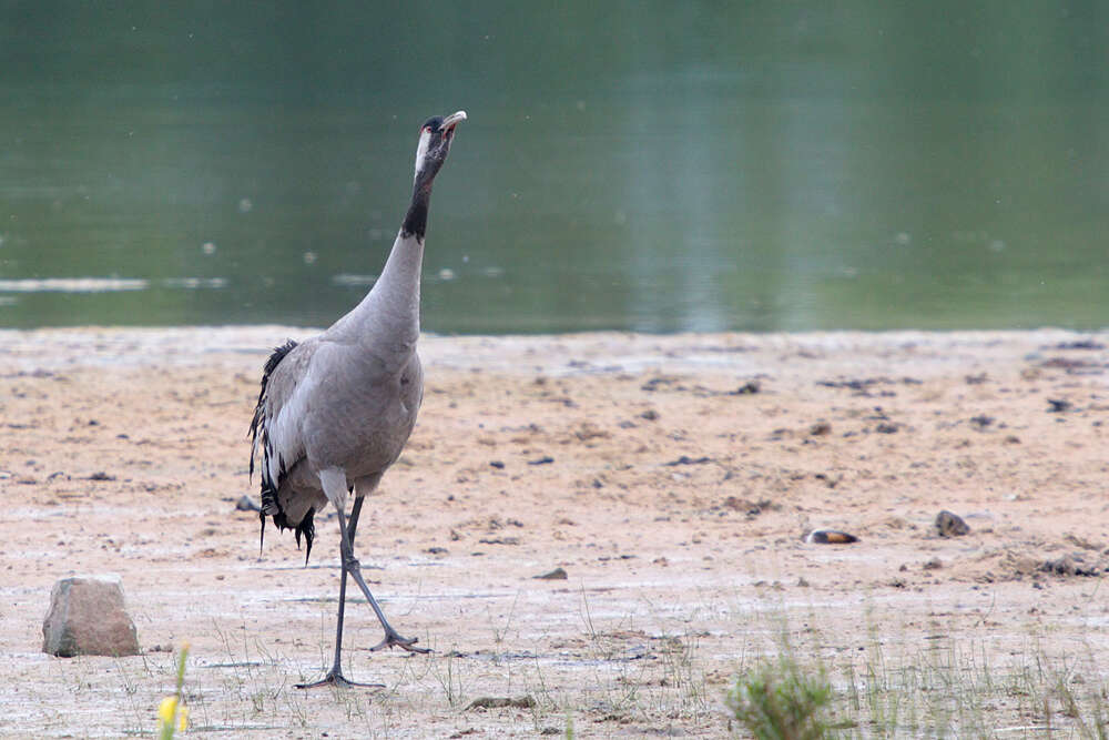 Image of Common Crane