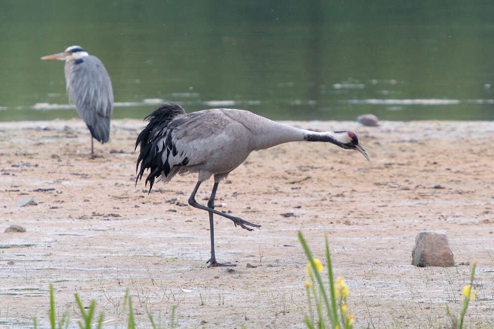 Image of Common Crane