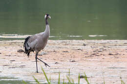 Image of Common Crane