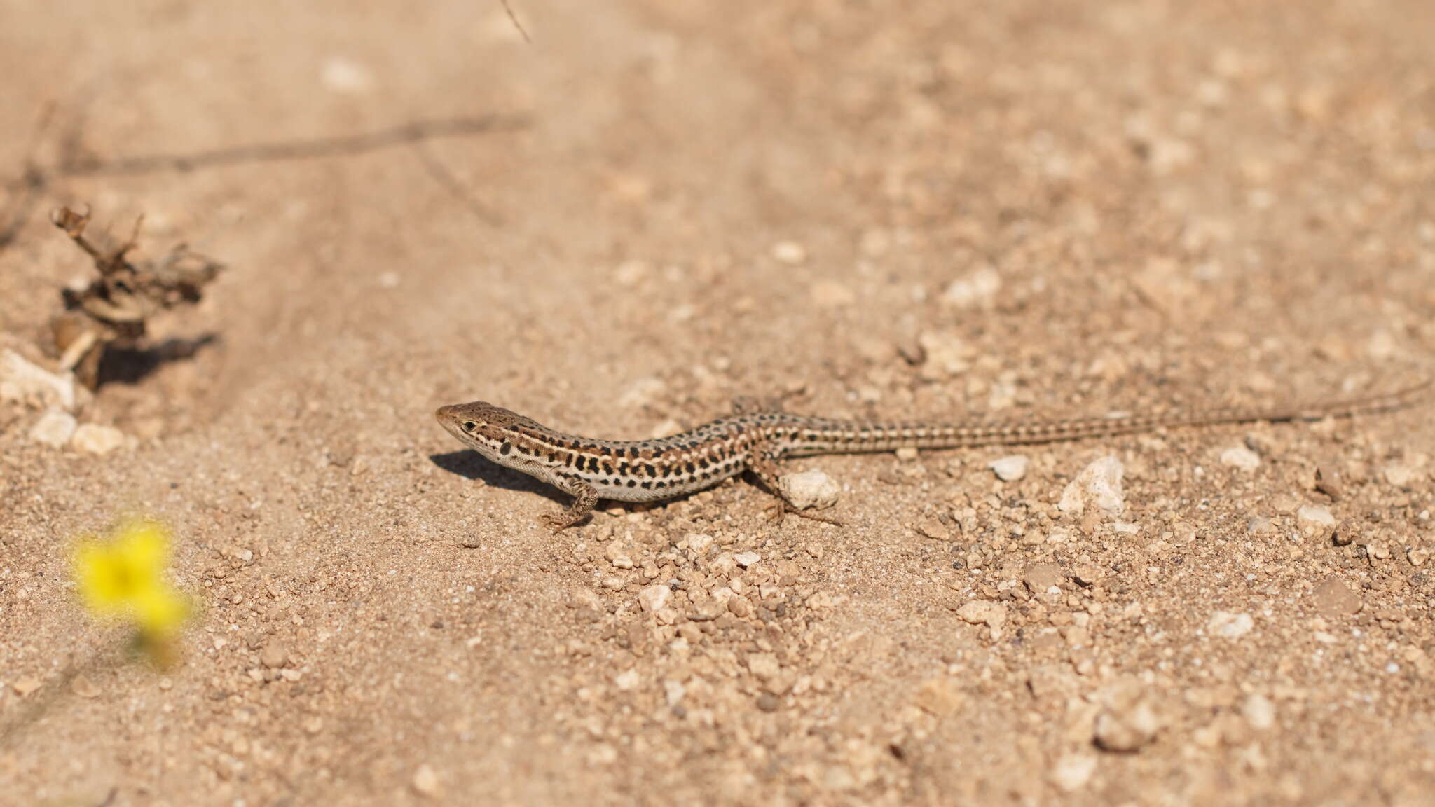 Image of Balkan Wall Lizard