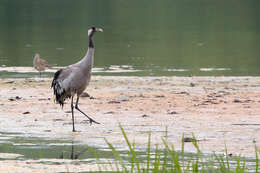 Image of Common Crane