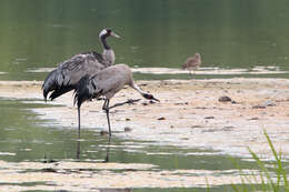 Image of Common Crane