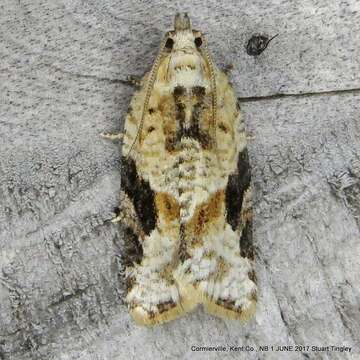 Image of Gray-banded Leafroller