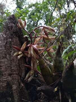 Image of Catasetum laminatum Lindl.