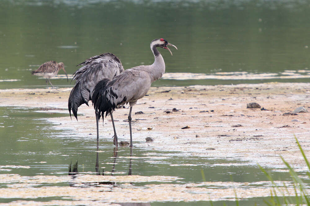 Image of Common Crane