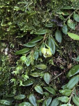 Gastrochilus formosanus (Hayata) Hayata的圖片