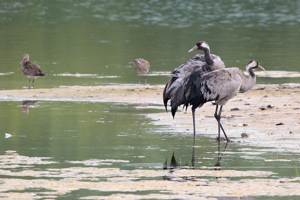 Image of Common Crane