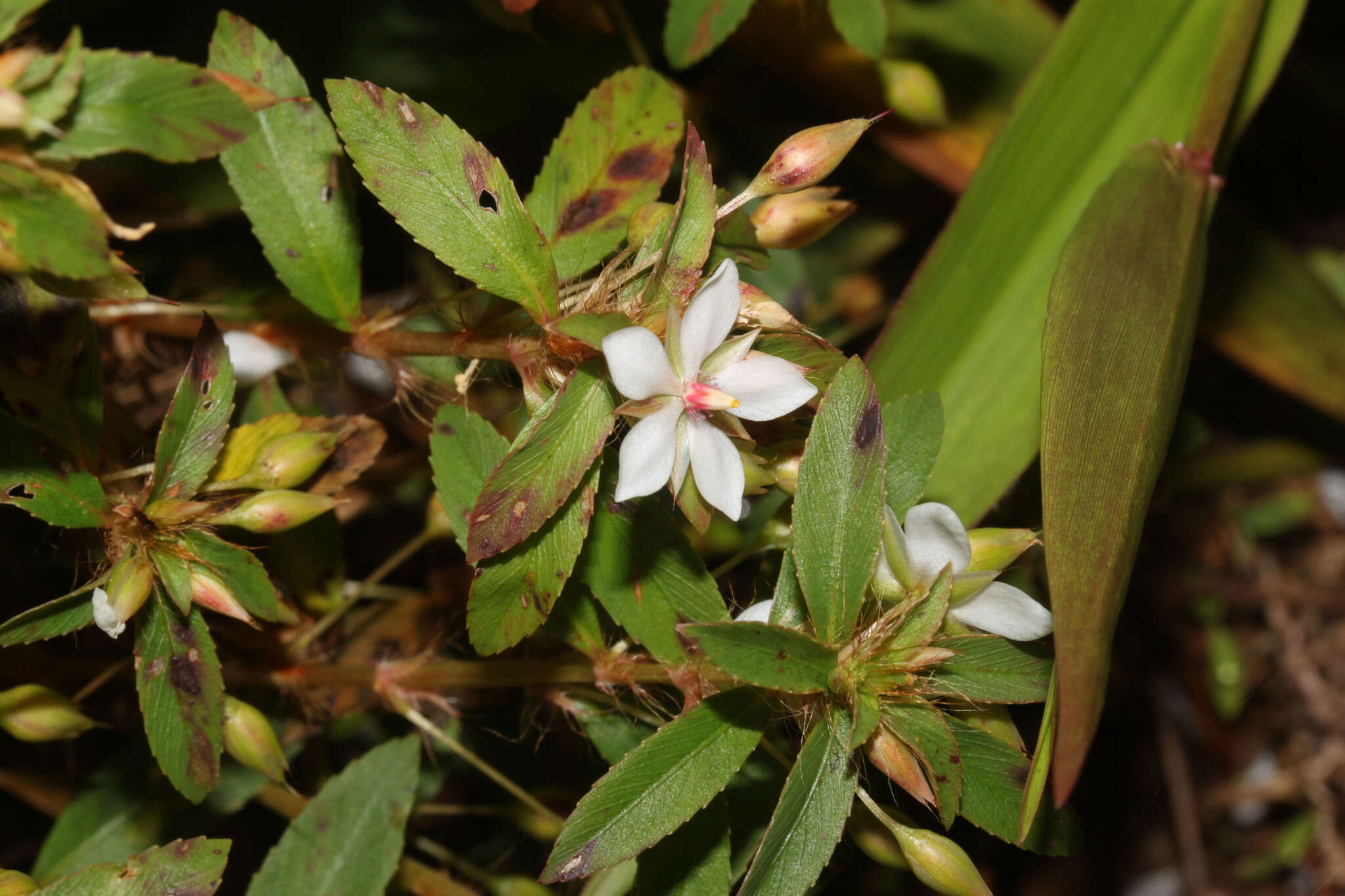 Imagem de Sauvagesia erecta L.