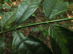 Image of Glyptopetalum grandiflorum Beddome