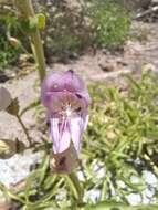 Image de Penstemon grinnellii subsp. grinnellii