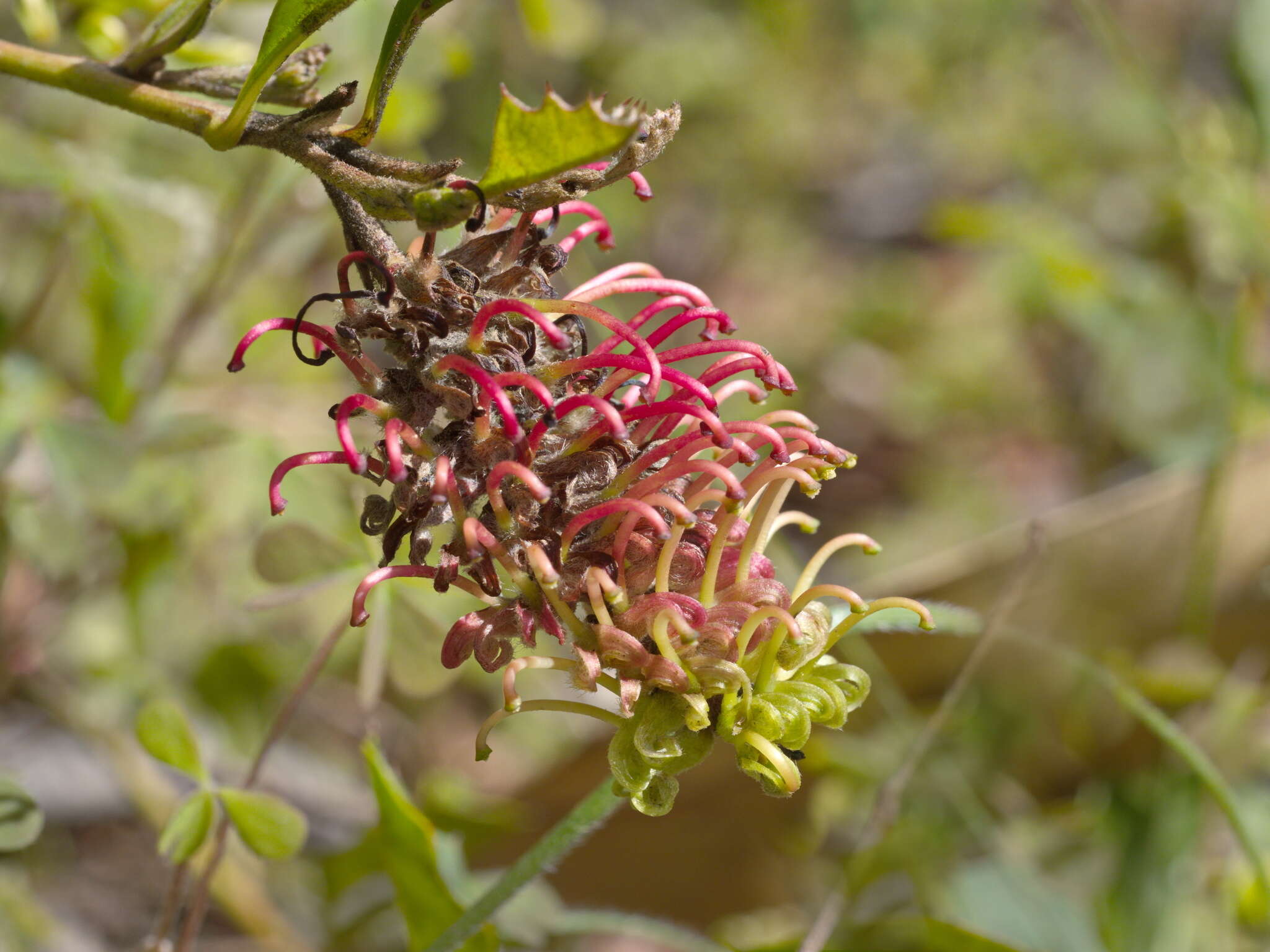 Image of Grevillea bedggoodiana J. H. Willis ex Mc Gill.