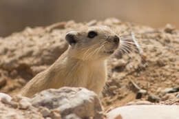 Image of Fat Sand Rat