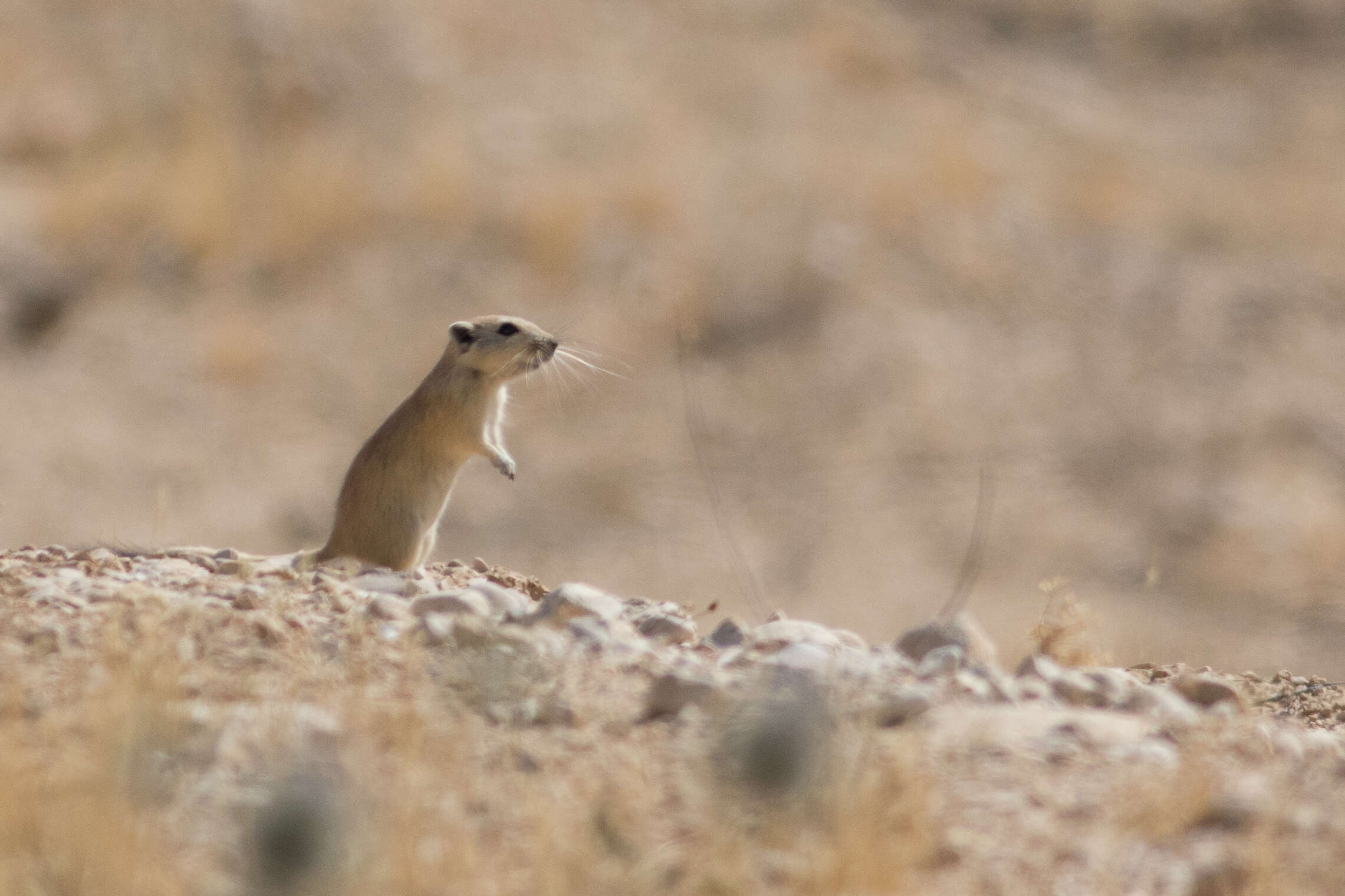 Image of Fat Sand Rat