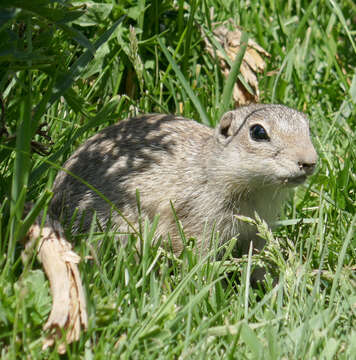 Слика од Spermophilus relictus (Kashkarov 1923)