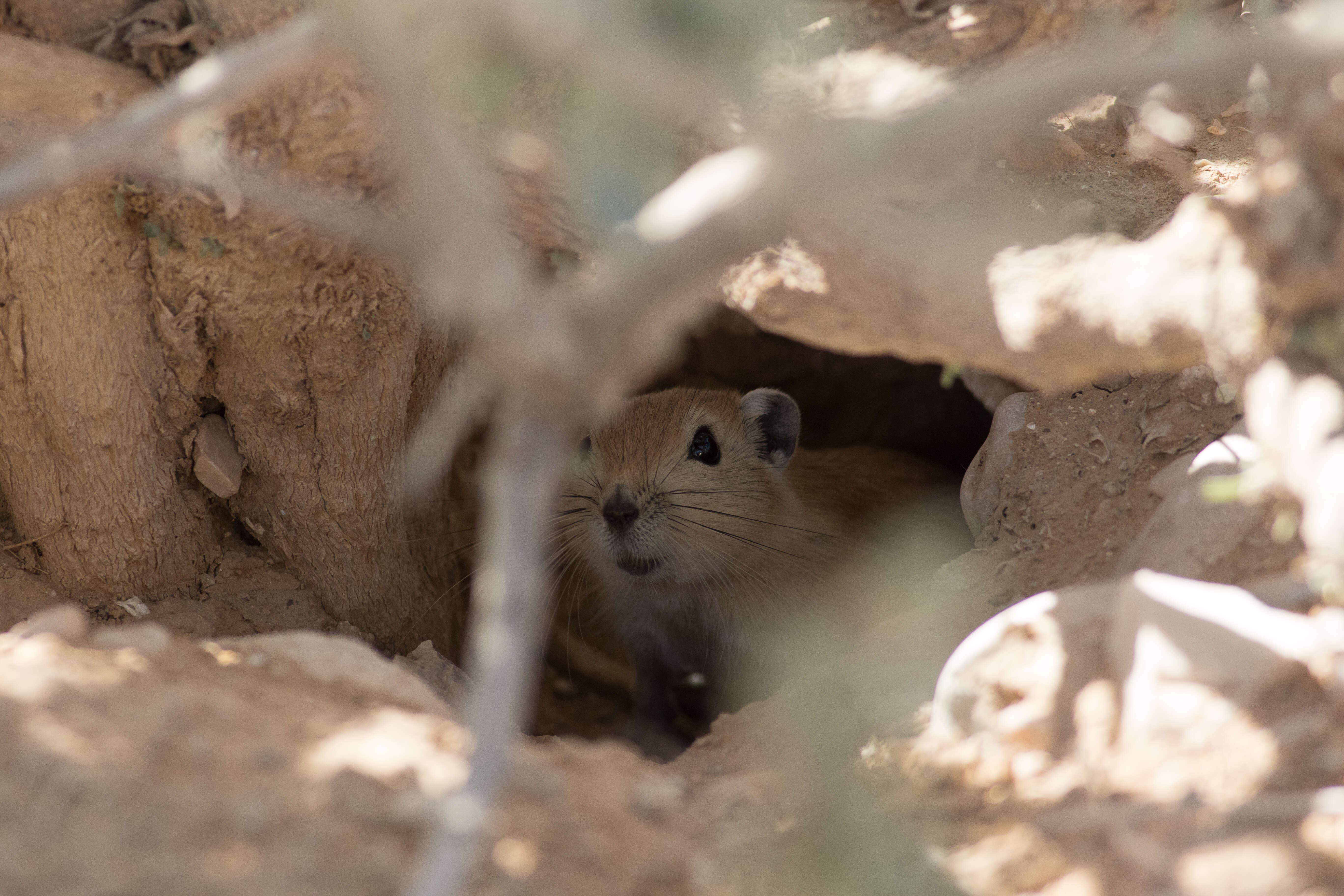 Image of Fat Sand Rat