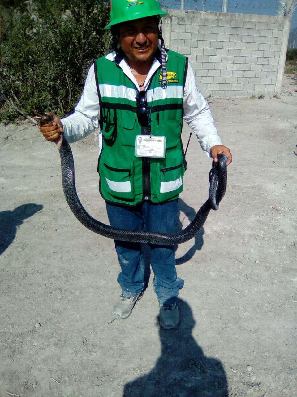 Image of Central American Indigo Snake