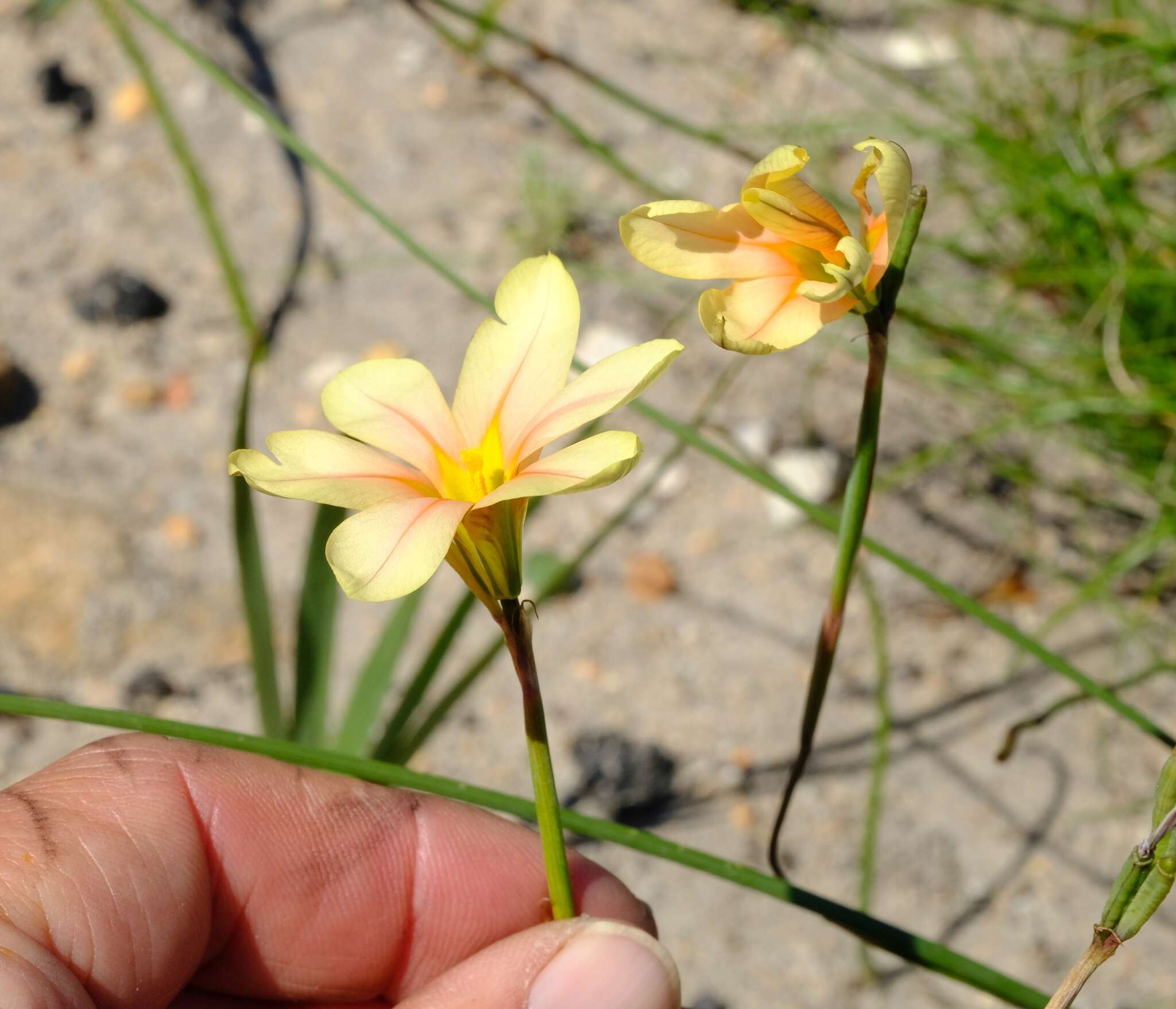 Image of Moraea comptonii (L. Bolus) Goldblatt