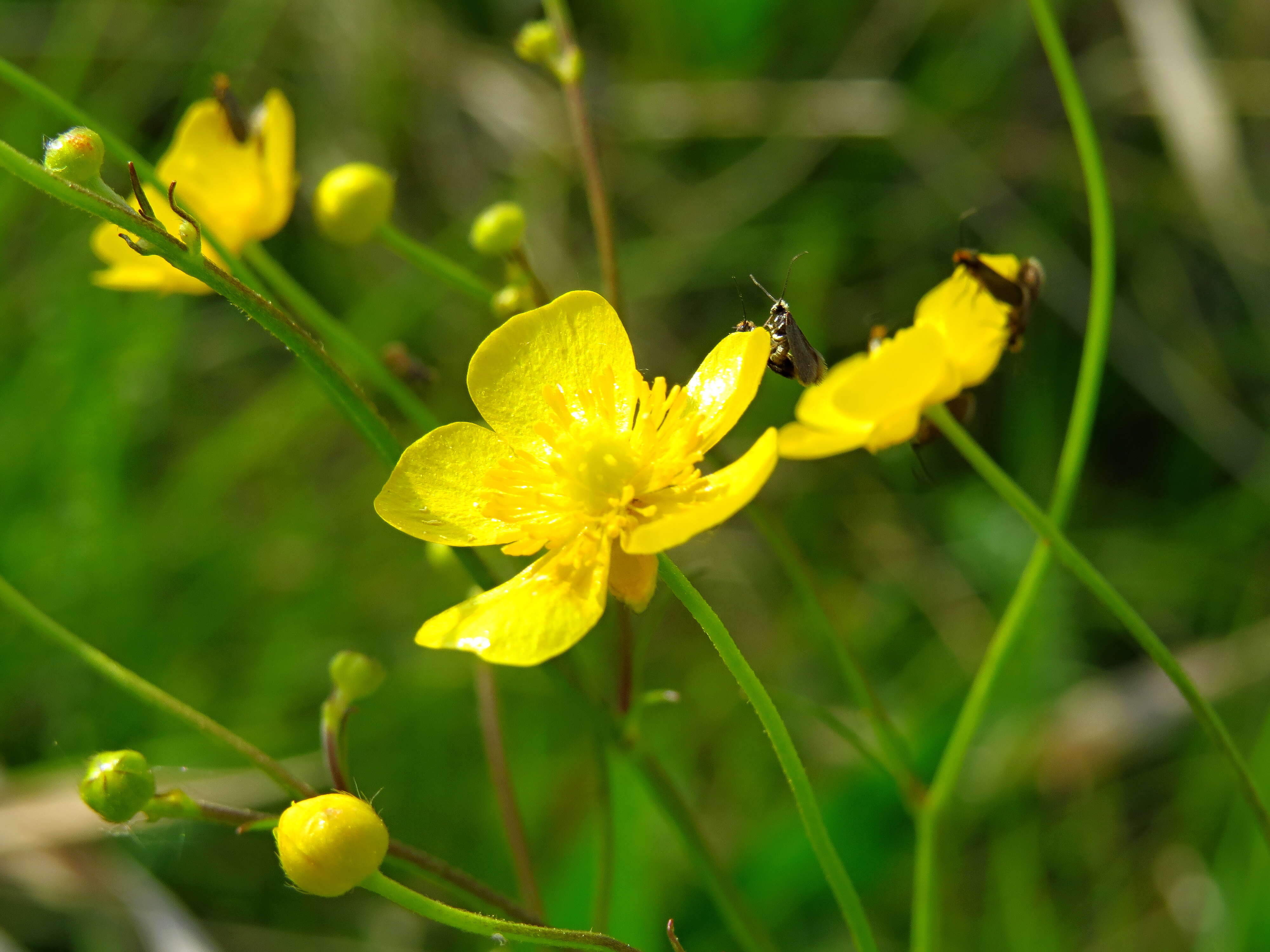 Ranunculus bulbosus L.的圖片