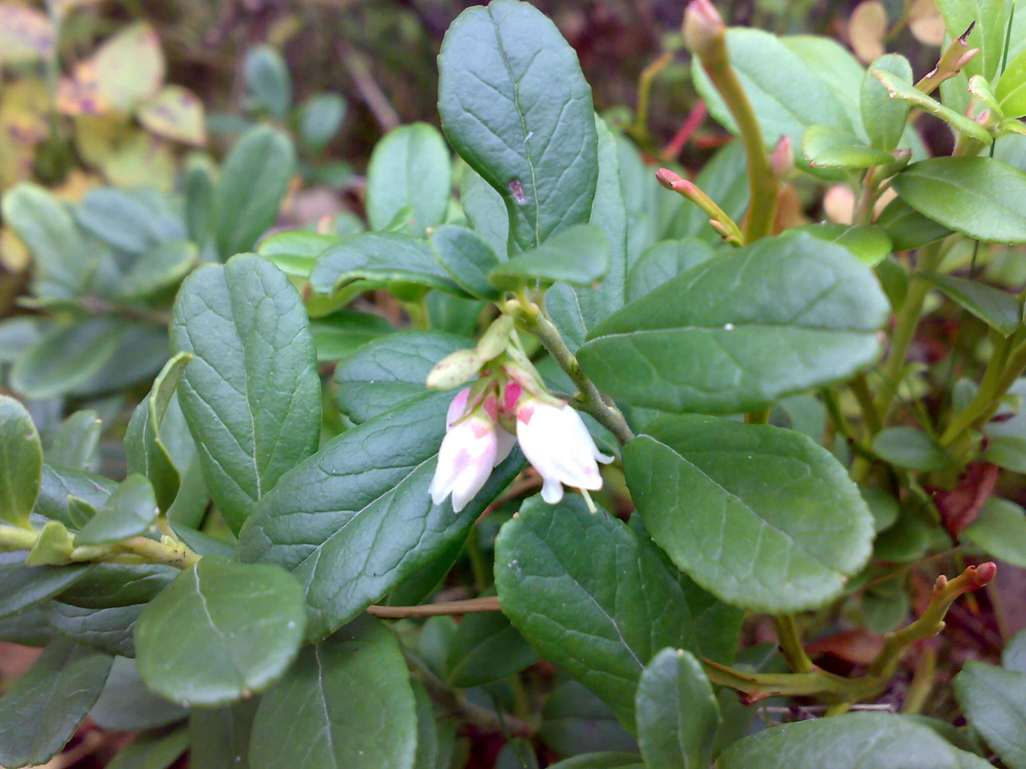 Image of lingonberry