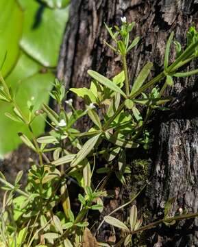 Image of three-petal bedstraw