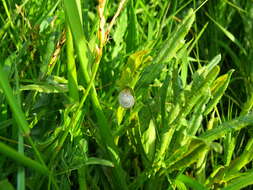 Image of brush snail