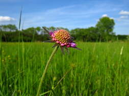 Слика од Knautia arvensis (L.) Coulter