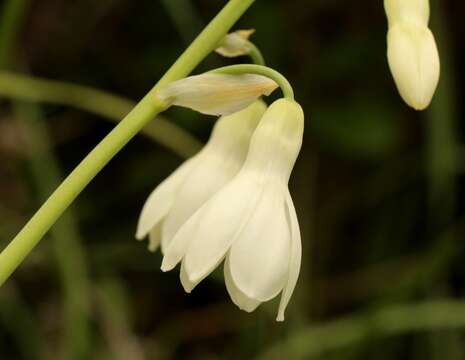 Image of Ornithogalum candicans (Baker) J. C. Manning & Goldblatt