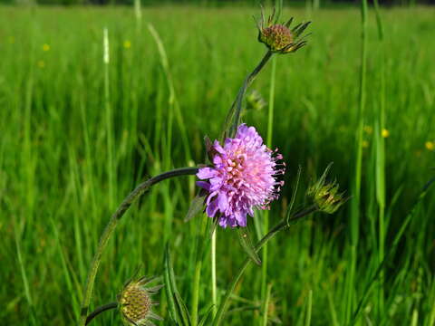 Слика од Knautia arvensis (L.) Coulter