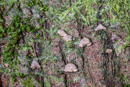 Image of Calyptella totara (G. Cunn.) W. B. Cooke 1961