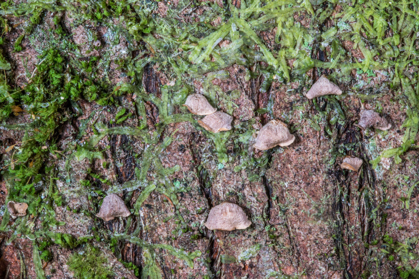 Image of Calyptella totara (G. Cunn.) W. B. Cooke 1961