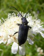 Imagem de Stictoleptura scutellata (Fabricius 1781)