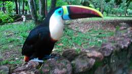 Image of Red-billed Toucan