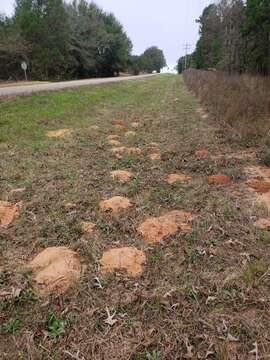 Image of southeastern pocket gopher